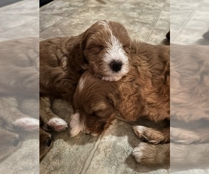 Medium Goldendoodle (Miniature)
