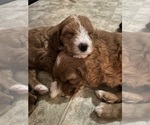 Puppy Puppy 3 Goldendoodle (Miniature)