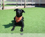 Small #4 Labrador Retriever Mix