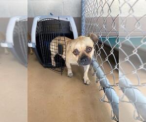 Chug Dogs for adoption in Chula Vista, CA, USA