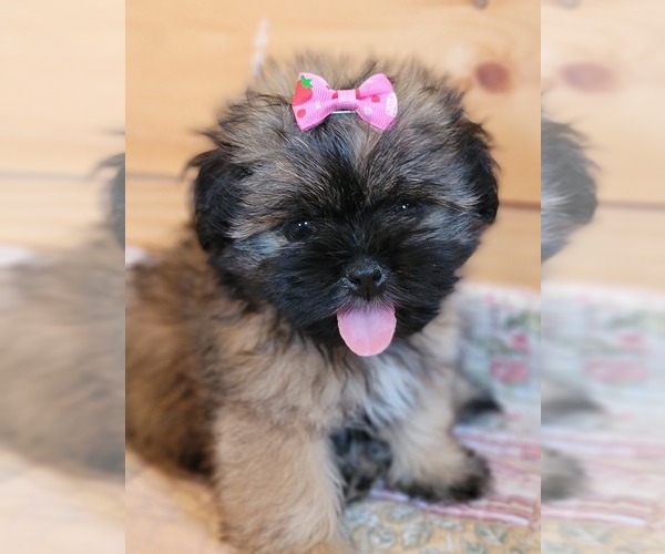 Medium Photo #3 Shih Tzu Puppy For Sale in MANES, MO, USA