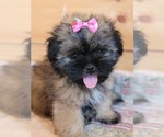 Small Photo #3 Shih Tzu Puppy For Sale in MANES, MO, USA