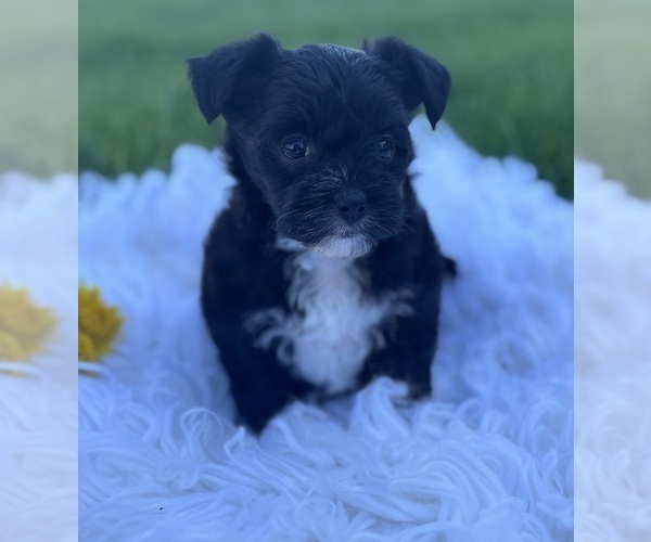 Medium Photo #4 Morkie Puppy For Sale in ROCK STREAM, NY, USA