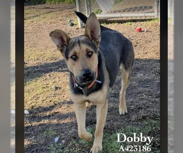 Medium Photo #2 German Shepherd Dog-Unknown Mix Puppy For Sale in Conroe, TX, USA