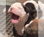Small Photo #8 American Bully Puppy For Sale in IRMO, SC, USA