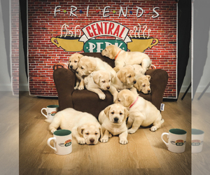 Labrador Retriever Puppy for sale in STALLION SPRINGS, CA, USA