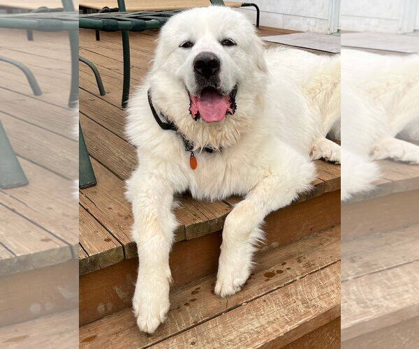 Medium Photo #3 Great Pyrenees Puppy For Sale in Monkton, MD, USA