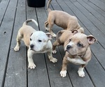 Puppy 1 American Bully