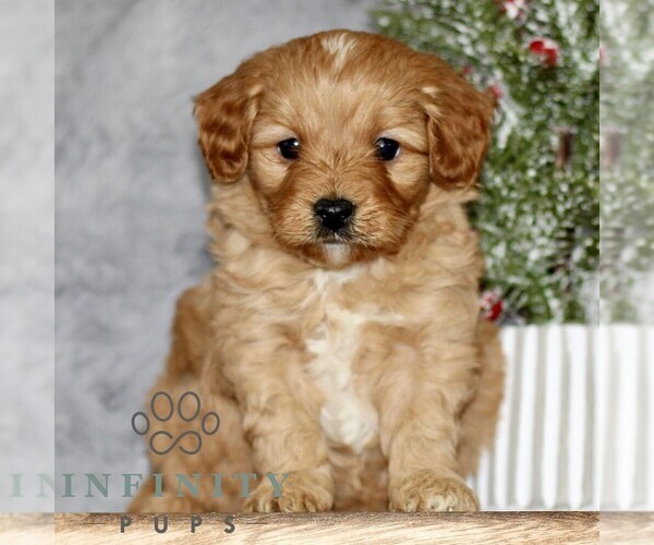 Medium Photo #1 Cavapoo Puppy For Sale in BIRD IN HAND, PA, USA