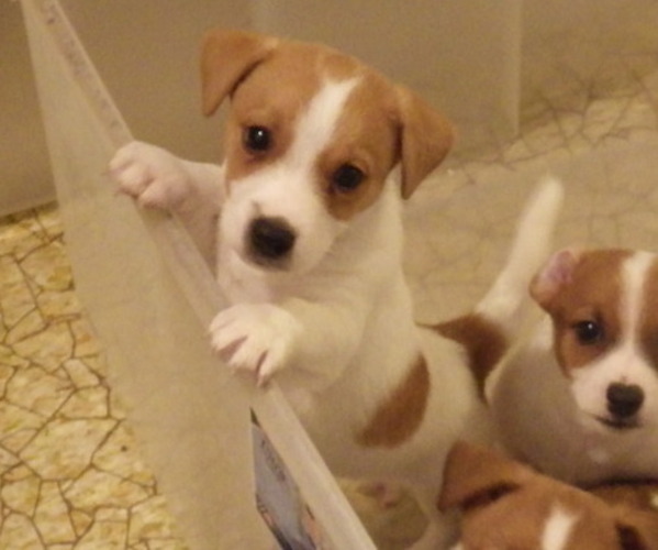 Medium Photo #15 Jack Russell Terrier Puppy For Sale in CINCINNATI, OH, USA