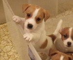 Small Photo #15 Jack Russell Terrier Puppy For Sale in CINCINNATI, OH, USA