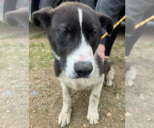 Mutt Dogs for adoption in Calgary, Alberta, Canada