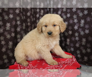 Golden Retriever Puppy for sale in SHILOH, OH, USA