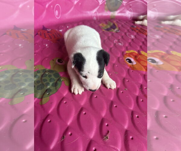 Medium Photo #2 - Mix Puppy For Sale in The Woodlands, TX, USA