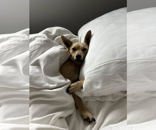 Medium Photo #4 Chihuahua-Unknown Mix Puppy For Sale in San Diego, CA, USA