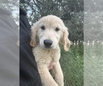 Small #2 Golden Retriever