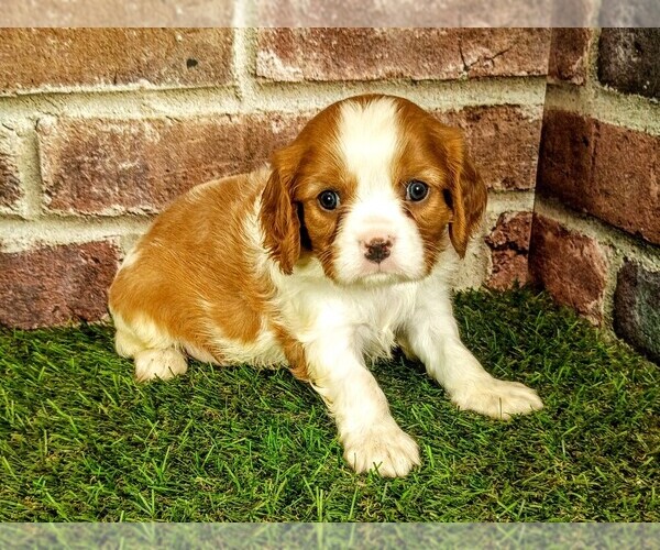 Medium Photo #3 Cavalier King Charles Spaniel Puppy For Sale in MOBERLY, MO, USA