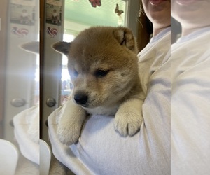 Shiba Inu Puppy for Sale in MOUNT PLEASANT, Iowa USA