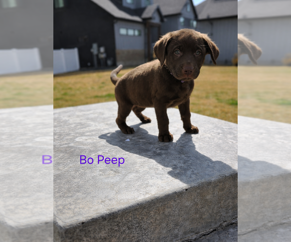 Medium Photo #1 American Pit Bull Terrier-Labrador Retriever Mix Puppy For Sale in MIDWAY, UT, USA