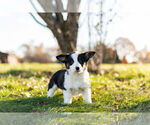 Small Photo #3 Pembroke Welsh Corgi Puppy For Sale in WARSAW, IN, USA