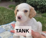 Puppy Tank English Setter