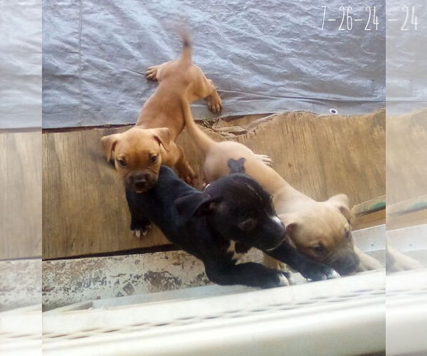 Medium Photo #15 Bulldog-Unknown Mix Puppy For Sale in Apple Valley, CA, USA
