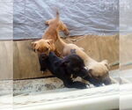 Small #14 Bulldog Mix
