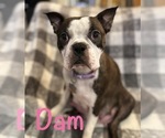 Small Photo #1 Boston Terrier Puppy For Sale in WEST POINT, UT, USA