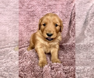 Golden Retriever Puppy for sale in DELTA, CO, USA