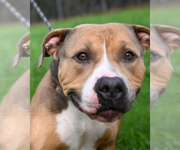 Medium Photo #3 American Bulldog-Unknown Mix Puppy For Sale in Glen Allen, VA, USA