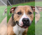Small #2 American Bulldog Mix