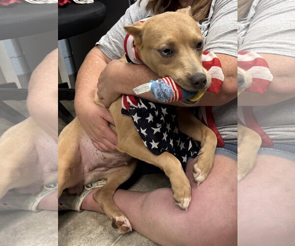Medium Photo #4 Miniature Pinscher-Unknown Mix Puppy For Sale in Rustburg, VA, USA