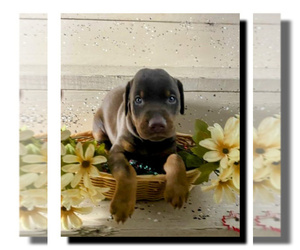 Doberman Pinscher Puppy for Sale in LAGRANGE, Indiana USA