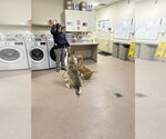 Small Photo #5 Mutt Puppy For Sale in Hillsboro, NH, USA