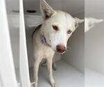 Small Siberian Husky