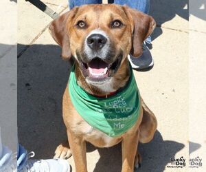 Retriever -Unknown Mix Dogs for adoption in Washington, DC, USA