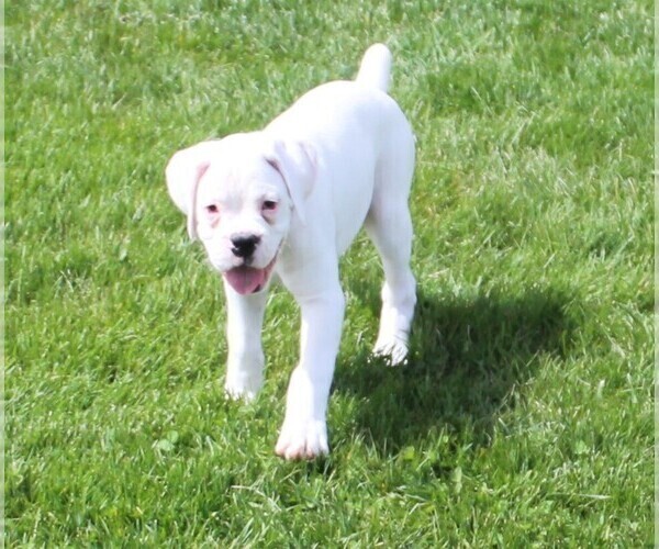 Medium Photo #7 Boxer Puppy For Sale in SHIPSHEWANA, IN, USA