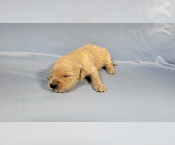 Medium Photo #58 Golden Retriever Puppy For Sale in BLACK FOREST, CO, USA