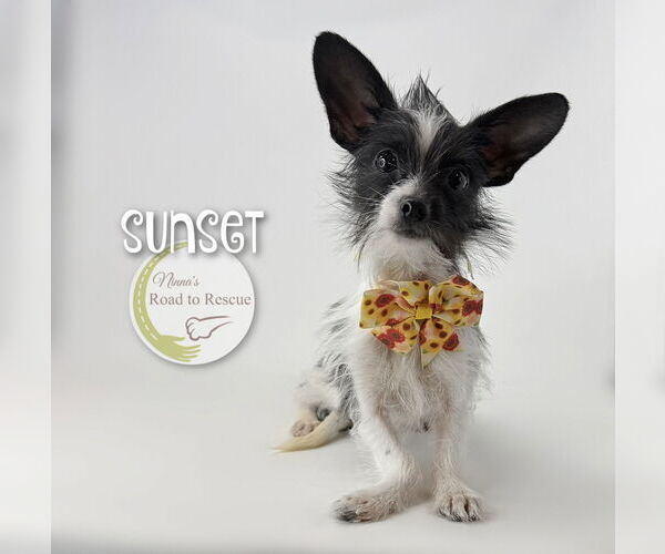 Medium Photo #2 Chihuahua-Unknown Mix Puppy For Sale in Benton, LA, USA