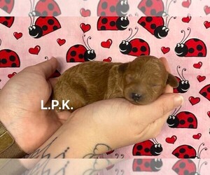 Poodle (Toy) Puppy for sale in WINNSBORO, LA, USA