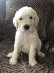Labradoodle Puppy for sale in WOODSTOCK, VA, USA