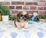 Small Photo #1 Shih Tzu Puppy For Sale in SYRACUSE, IN, USA