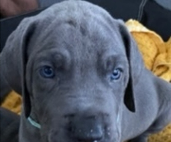 Medium Photo #2 Great Dane Puppy For Sale in MIAMI, FL, USA