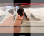 Puppy Black tri femal American Bully