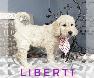 Goldendoodle Puppy for sale in CEDAR GAP, MO, USA