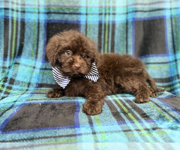 Medium Photo #6 ShihPoo Puppy For Sale in LAKELAND, FL, USA