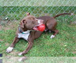 Small #5 American Pit Bull Terrier Mix