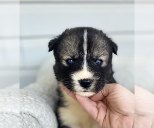 Siberian Husky Puppy for sale in WINSTON SALEM, NC, USA