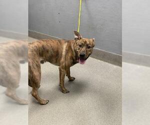 Catahoula Leopard Dog-Unknown Mix Dogs for adoption in Las Vegas, NV, USA