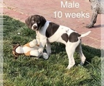 Small Photo #1 German Shorthaired Pointer Puppy For Sale in VISALIA, CA, USA